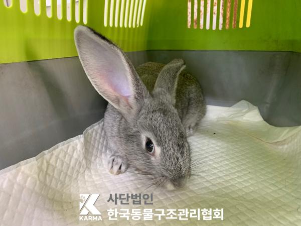 [기타축종] 토끼 서울-동대문-2025-00126 유기동물 배경 이미지 입니다.